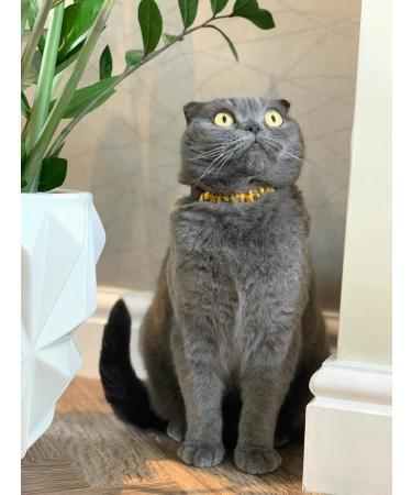 B-A-L Baltic Amber Land Chain - Flea & Tick Prevention for Dogs & Cats | Amber & African Jade Pet Collar (25-65 cm) - Buy Online on SooperMarket.com