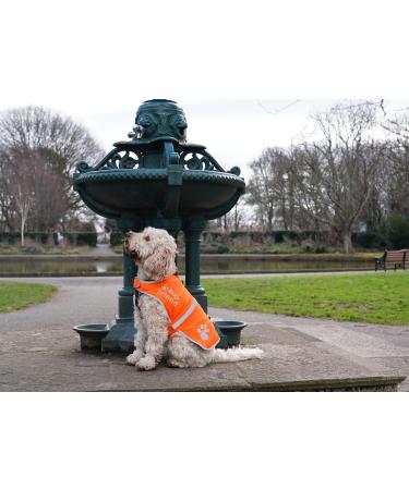 4Legriend Dogs Security Vest - High Visibility Blaze Orange Medium | 5 Sizes for Outdoor Safety Day & Night | Protects from Cars & Hunting Accidents - Buy Online on SooperMarket.com