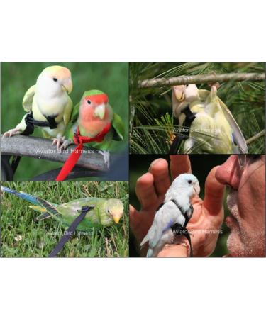 Aviator Bird Harness & Leash - Made in America | XXXS Blue for Safe International Shipping - Buy Online on SooperMarket.com