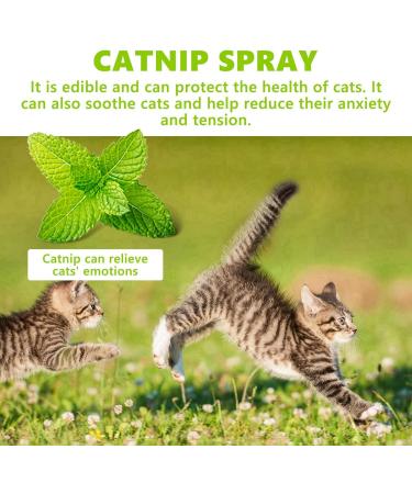 100ml Herbal Cat Joy Spray Herbal Cat Joy Celery Pets Catnip Spray for Cats Cat Scratching Spray Mist Cat Training Spray with Catnip Catnip Spray for Indoor Cats Cat Nips Spray for Cat Anxiety Relief - Buy Online on SooperMarket.com