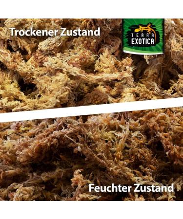 Buy Terra Exotica Sphagnum Moss (3x1 Kg) - Premium Peat Moss for Garden Houseplants & Terrariums - International Shipping Available - Buy Online on SooperMarket.com