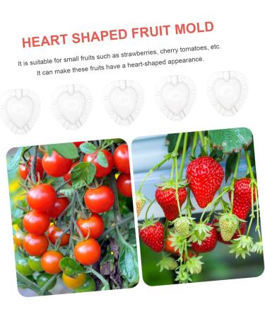 Kisangel 15 Pcs Fruit Shaping Mold Vegetables Fruit Forming Mold Fruit Growth Molds Gourd Gardening Supplies 4.5x4cmx3pcs Whitex3pcs - Buy Online on SooperMarket.com