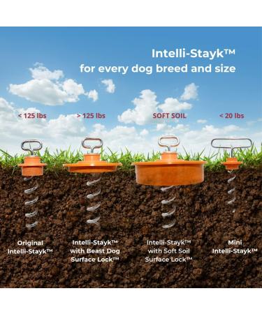 Intellileash Products Intelli-Stayk Dog Tie-Out Stake with Special Surface Lock Technology. Prevents Pulling Out and Bending. (Intelli-Stayk with Beast Dog Surface-Lock) - Buy Online on SooperMarket.com