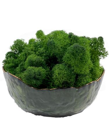 Moss 3.5OZ Preserved Moss for Potted Plants Natural Fresh Green Reindeer Moss for Craft Arts Floral Wall Decor Decor Wedding Centerpieces Garden Artificial Terrariums Decoration for Christmas(Green) Green 3.5oz
