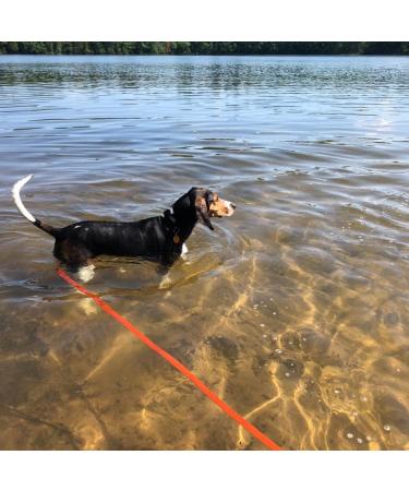 Pettom Drag Line for Dogs - 6m/10m/15m Robust Dog Leash with Padded Handle | Durable Nylon Training Line | Perfect for Cross-Country Practice - Buy Online on SooperMarket.com