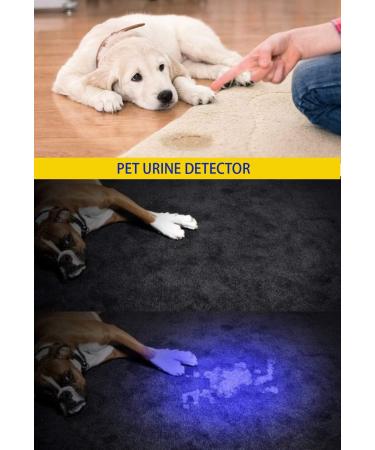 Darkbeam UV Flashlight 365/395nm - Portable Black Light Detector for Dog Urine Pet Spots & Banknote Identification - Mini Handheld LED Lamp - Buy Online on SooperMarket.com