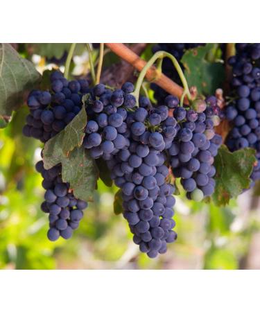 Organic California Raisins 4lbs - Thompson Seedless Sun-Dried, Non-GMO, Kosher, Unsulphured, No Oil Added - Bulk Pack of 1 - Buy Online on SooperMarket.com