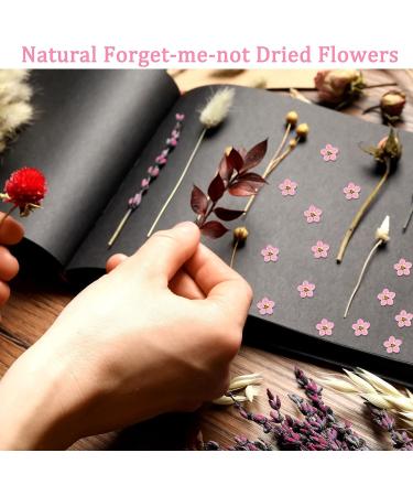 Timtin 100 Pcs Natural Forget Me Dried Flowers for DIY Jewelry, Candle, and Card Making - Real Pressed Flowers for Resin Ornaments and Nail Art Decorations (Pink) - Buy Online on SooperMarket.com