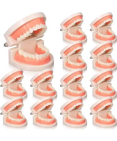 12 Pcs Dental Teeth Model Standard Teeth Models Plastic Mouth Model  Dental Demonstration Model Teaching Study Supplies for Kids Teaching  Dentist  Dental Students  Clean Display  3.15 x 2.2 Inch