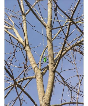 THORIUM Slingshot Launcher Arborist Throw Weight Bag Pouch Set Kit - Bright Green 16oz/450g +150' Bonus Throw Line Rope - Buy Online on SooperMarket.com