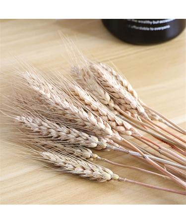 Dried Wheat Stalks 100Pcs Dried Wheat Sheaves Rustic Natural Ears of Wheat Natural Wheat Decor for Home Farmhouse Fireplace Wedding Party and Table/523 - Buy Online on SooperMarket.com