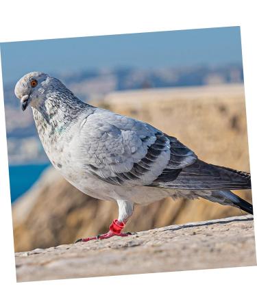 BESPORTBLE 80 Pcs Pigeon Foot Ring Metal Brackets Kickstand Chicken Wite Parrot Pigeon Gear Aluminum Poultry 0.8X0.8X0.8CMx4pcs As Shownx4pcs - Buy Online on SooperMarket.com