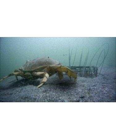 AirFly Custom Crab Snare - Professional Grade Crabbing Tool - Buy Online on SooperMarket.com