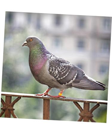 400 Pcs Pigeon Foot Ring Pigeon Supplies Number Baby 1X0.5cmx2pcs Colorfulx2pcs - Buy Online on SooperMarket.com