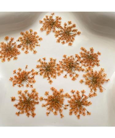 100pcs Ammi Majus Natural Pressed Dried Flowers for Resin, Soap & Candle Making (Orange) - Buy Online on SooperMarket.com