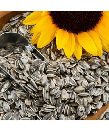 CHACHA Roasted Sunflower Seeds Original - 228g Pack | Premium Healthy Snack for International Shipping - Buy Online on SooperMarket.com