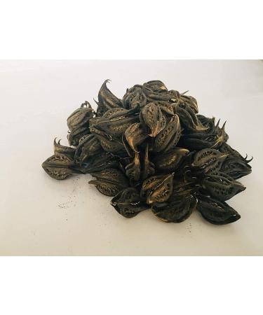 QURA Bicchu FAL | Martynia Annua | Baghnoki - Puli | Nakham | 200g