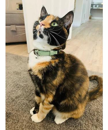 Animal Outfitters UK Purrfect Pastel Collection Cat Collar | Mint Silver Bell | Adjustable Breakaway Kitten Collar - Buy Online on SooperMarket.com