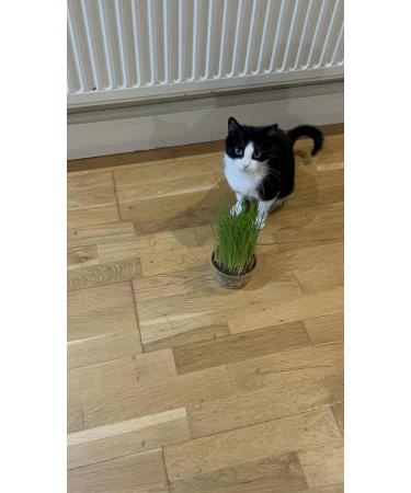 Catomwise Eco Cat Grass Kit x 2 | Organic Cat Grass Kit with PLA Bowls | Ideal for Indoor and Outdoor Cats - Buy Online on SooperMarket.com