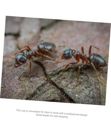 POPETPOP 2pcs Pet Water Feeder Pet Stuff Pet Water Bowl Ant Villa Ants Drinking Tool Small Water Cup - Buy Online on SooperMarket.com