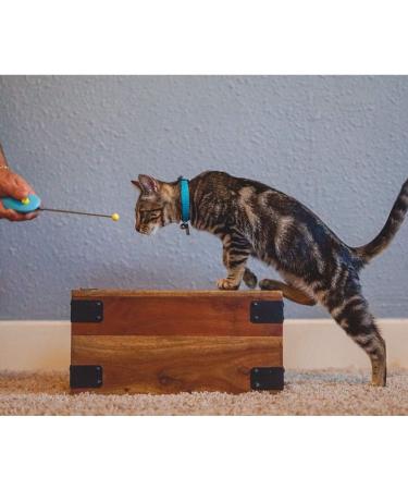 CAT SCHOOL Clicker Training Kit - 1 Cat Training Clicker 1 Target Stick 1 Step-by-Step Instruction Booklet - Clicker Tools for Cat Training Fist Bump Training Positive Behavior - Buy Online on SooperMarket.com