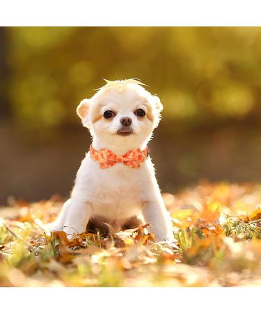 Shop Aring Pet Autumn Dog Halison - Cute Yellow Hall Band for Small Dogs | Adjustable Cotton with Metal Buckle - Perfect for Fall! - Buy Online on SooperMarket.com