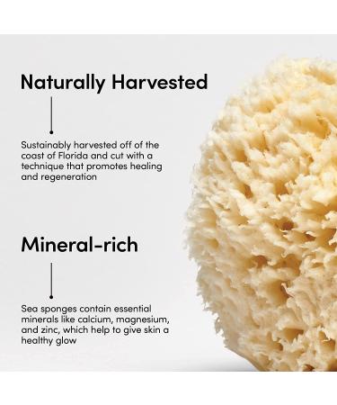 LATHER Natural Sea Wool Sponge - Large Bath and Shower Loofah for Self Care and Body Wash - Buy Online on SooperMarket.com
