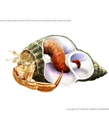 Avalon Cosmetic Packaging Assorted Spiral Seashells 12 Pcs Mixed Medium/Large Size Shells - Perfect for Hermit Crabs - with round opening: 0.5''-1.0'' width. - Buy Online on SooperMarket.com