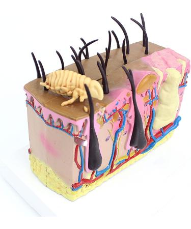 Dog Skin Model Insect Bite Pathology Mite Flea Hair Subcutaneous Tissue Vascular Nerve Shaping Dog Knee Joint - Buy Online on SooperMarket.com