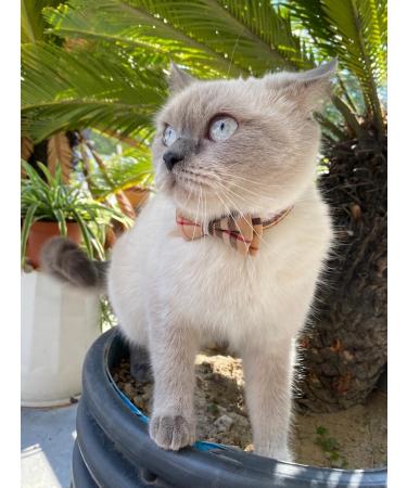SuperBuddy Cute Bow Bell Cat Collar - 2 Pack Plaid Kitten Collar with Removable Bowtie for Cats Kittens - Brown-Black - Buy Online on SooperMarket.com