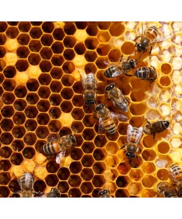 Meli Serron Greek Pine Honey (920) - Pure and Raw Honey from Greece - Buy Online on SooperMarket.com