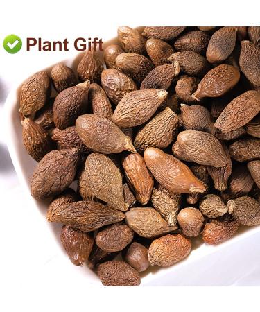 Malva Nut 125G - Fat Dried Sterculia Lychnophora | Premium Pangdahai Chinese Health Tea | International Shipping - Buy Online on SooperMarket.com