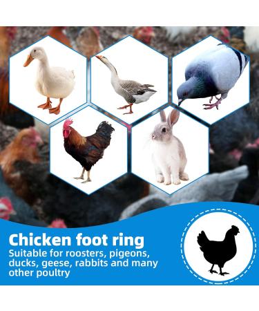 Cywvynyt 48 Multi-Colored Chicken Legrings - Numbered Clip-On Poultry Leg Straps for Gamefowl Ducks Geese & Guinea (18mm) - Buy Online on SooperMarket.com