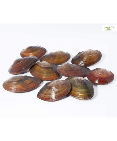 Natureholic - pond mussels I ideal for the garden pond i domestic shell I interesting reproductive biology i is very large i 10 pc 10 pcs.