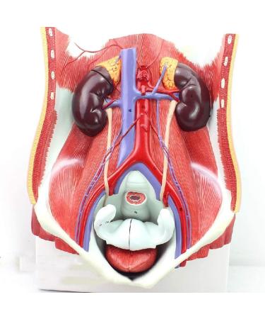 Model of Human Urinary System Urinary System Model Female Male Male Bladder Cavity Abdominal Abdominal Rear Wall Model - Buy Online on SooperMarket.com