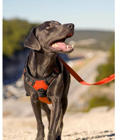Joytale Large Dog Harness - Reflective Soft Padded Adjustable & Breathable with Control Handle - Ideal for Large Dogs Orange (1 Pack) - Buy Online on SooperMarket.com