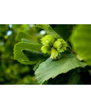 Holmquist Dry Roasted Hazelnuts | Sea Salt | Heart Healthy | Non-GMO | Gluten-Free | Kosher | Resealable | Keto-Friendly | 2 lb Bag - Buy Online on SooperMarket.com