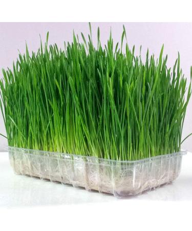 Certified USA Hard Red Wheatgrass Seeds by PowerGrow - 5 Pounds - Buy Online on SooperMarket.com