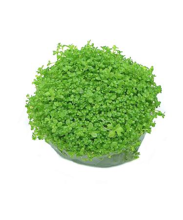 k2aqua Hemianthus Callitrichoides Cuba Hc in Vitro Live Aquarium Plants Carpet Tropical invitro