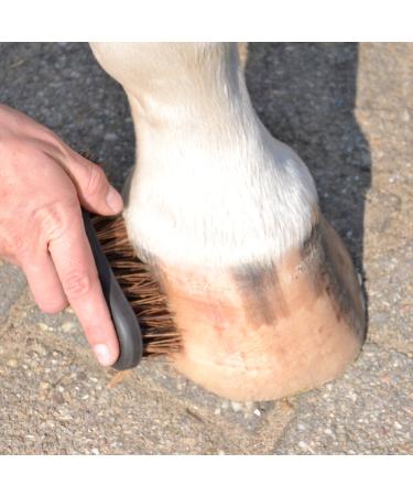 Animalon Hoof Brush for Horses | Premium Hard Natural Bristles | Essential Hoof Care Tool | Durable Small Root Brush for Cleaning & Grooming - Buy Online on SooperMarket.com