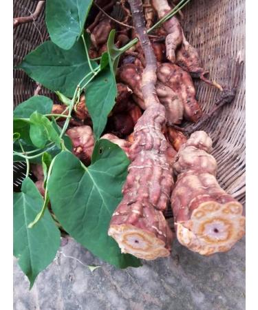cn herb 250g He Shou Wu Powder Powdery and Delicate Bulk - Buy Online on SooperMarket.com