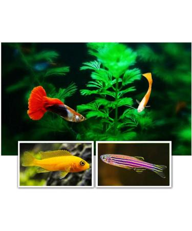 JUNNOTI 60G Aquarium Hatching Fish Food Artemia Shelling Eggs Brine Shrimp Shelling Eggfood for Feeding Baby Fishes - Buy Online on SooperMarket.com