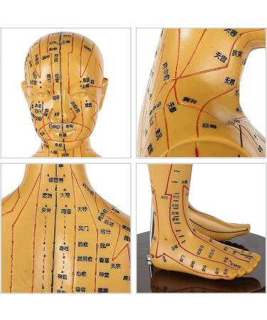 Model Human Acupuncture - Traditional Chinese Medicine Meridian and Acupoint Teaching - Man and Woman Acupuncture with Points - Includes Hands At - Buy Online on SooperMarket.com