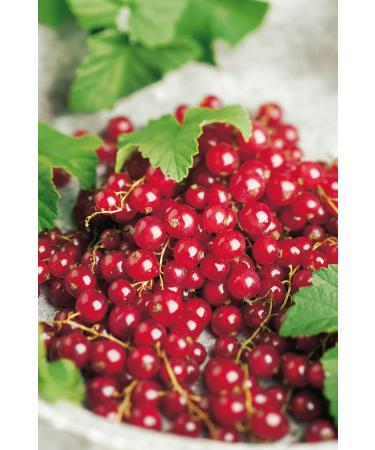 Red Currant 'Rovada ' - Half Standard in Container | Premium International Shipping - Buy Online on SooperMarket.com