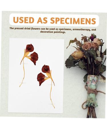 FRCOLOR Barber Dried Flower Embossed Blotter for Pressing Herbarium Flower Specimens - White Crown Design | 1 Count - Buy Online on SooperMarket.com