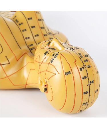 Human Acupuncture Template 50 cm Human Meridian Chinese Medicine Acupuncture Point Medicine Acupuncture Point Model Hand Rotate Anatomy Model - Buy Online on SooperMarket.com