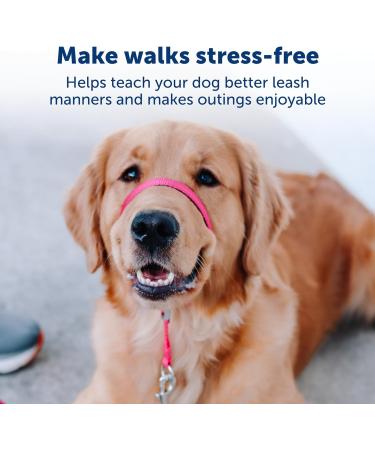 PetSafe Gentle Guide Collar - Beige Medium | Includes Training DVD | International Shipping - Buy Online on SooperMarket.com