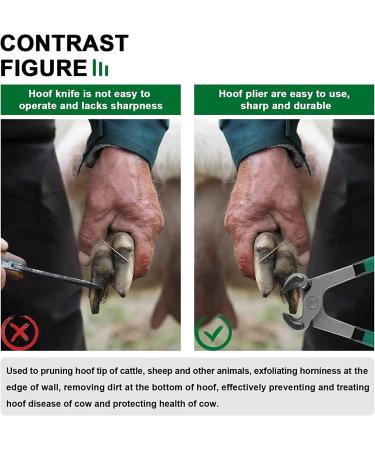 iksya Horse Hoof Nippers Trimmer - Professional Horse Farrier Tool Trimming Shears Nail Clippers for Goats Sheep Pigs Cattle Horses with Rubber Grip (Color : Green) - Buy Online on SooperMarket.com