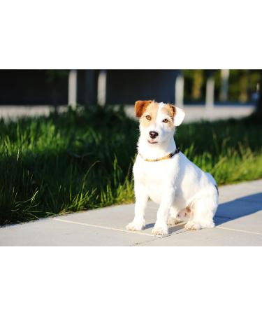 B-A-L Baltic Amber & African Jade Pet Collar - Flea & Tick Prevention for Dogs & Cats (25-65 cm) - 60cm Adjustable Dog Chain - Buy Online on SooperMarket.com