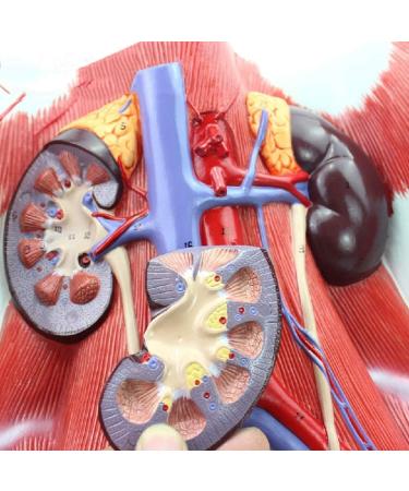 Model of Human Urinary System Urinary System Model Female Male Male Bladder Cavity Abdominal Abdominal Rear Wall Model - Buy Online on SooperMarket.com